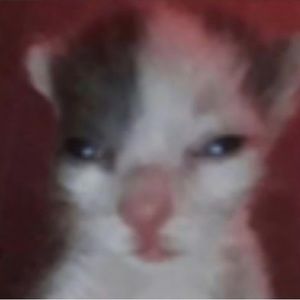 Meet your Posher, Yahaira